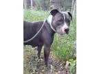 Adopt Jada a GraySilverSalt and Pepper - with White American Sta