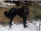 Adopt ELI a Border Collie Australian Shepherd