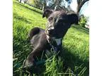 Adopt Celeste a Black - with White Labrador Retriever  Australia