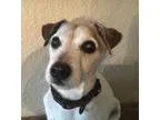 BEAGLE PUPPIES REGISTERED