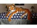 60&quot Bengal stuffed tiger or swap for . (Champions Gate)