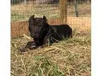 Adopt Atticus a Black American Pit Bull Terrier  Cane Corso  Mix