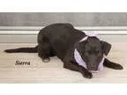 Adopt Sierra a Labrador Retriever