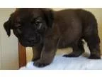 Adopt Quahog a BrownChocolate - with Black German Shepherd Dog  
