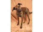 Adopt Cooper WeimerPlott Hound a Brindle Weimaraner  Plott Hound