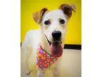 Adopt Cloe a Hound