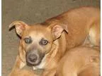 Prince D160896 PENDING ADOPTION - Male American Pit Bull Terrier
