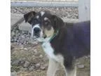 Adopt Michael a Collie Australian Shepherd