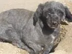 Adopt Kludd a BrownChocolate - with White Pit Bull Terrier  Mixe