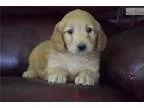 Red Mini Goldendoodle-Layton