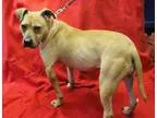 Adopt Supergirl a Pit Bull Terrier