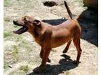 Adopt 60519 Abi a RedGoldenOrangeCh estnut Golden Retriever  Hus