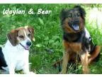 Adopt Waylan and Bear a BrownChocolate - with Black Beagle  Aust