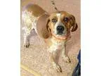 Adopt Redman a English Coonhound