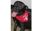 Adopt Luke a Pit Bull Terrier