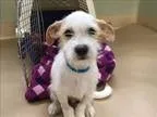 Adopt Patches a Jack Russell Terrier  Mixed dog in Portland OR (