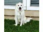 Adopt BUFFY a Great Pyrenees Golden Retriever