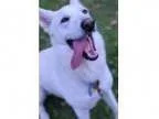 Adopt Max-Adoption Pending a German Shepherd Dog