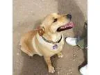 Adopt Khloe a Labrador Retriever