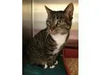 Adopt Merrya - Home Ave a Brown Tabby Domestic Shorthair  Mixed 