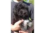 Adopt ROXY a Black - with White Havanese  Bichon Frise  Mixed do