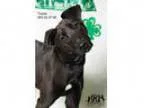 Adopt Tucker- Foster to adopt a Labrador Retriever