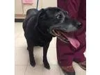 Adopt Lena a Black Labrador Retriever  Hound (Unknown Type)  Mix