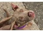 Adopt Nisha a TanYellowFawn - with White American Pit Bull Terri