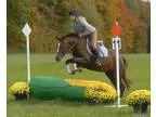 Awesome Awful Ride For Both Kids and Riders Pony Horse For Sale