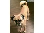 Lost pugcollie mix near HWY South