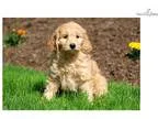 Reese - F1b Mini Goldendoodle Female