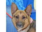 Adopt Aunt B a Black - with Tan Yellow or Fawn German Shepherd D