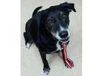 Adopt Scrappy a Black - with White Labrador Retriever  Mixed dog