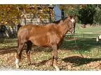 PRICE REDUCED-Experienced OTTB Jumper