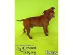 Adopt Brody a Pit Bull Terrier Labrador Retriever