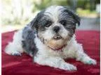 Adopt Yasmin a Shih Tzu