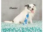 Adopt Hunter a Terrier
