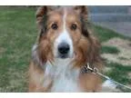 dog cratew and bed