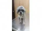 Adopt Billy a Shih Tzu