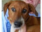 Adopt Sam a Hound
