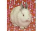 Adopt Pinky a White Polish  Mixed (short coat) rabbit in Jackson