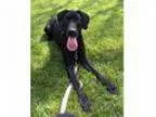 Adopt Tilly - Adopted a Great Dane Labrador Retriever
