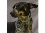 Poppy - Female Labrador RetrieverBoxer Mix