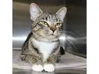 Adopt 21959 - Munich a Domestic Mediumhair  Mixed cat in Ellicot