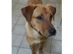 Adopt Fenway - pending adoption a Yellow Labrador Retriever