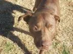 Adopt Duke of Earl a Chocolate Labrador Retriever Boxer