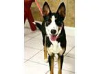 Adopt Iris a Pointer