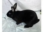 Adopt Michael a Black American  Mixed rabbit in Alexandria VA (1