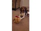 Adopt Gracie Foxhound a Foxhound  Mixed dog in Bardstown KY (139