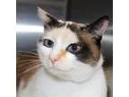 Adopt 22039 - Kanani a Siamese  Mixed cat in Ellicott City MD (1